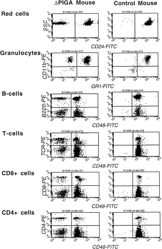 Fig. 5. FCA of peripheral blood cells of a mouse mosaic forlox-▵Piga-lacZ (▵PIGA) and a normal age matched control mouse. Monoclonal antibodies against CD24, Gr−1, and CD48 were used to determine the proportion of PIGA(−) cells in individual blood cell lineages (see Materials and Methods). The left upper quadrant displays the proportion of PIGA(−) cells in the individual cell lineage. Proportion of PIGA(−) cells in the ▵PIGA mouse and values of the control mouse in parenthesis: RBCs: 10% {0%}, granulocytes: 22% {1%}, B cells 15% {0%}, T cells: 35% {0%}, CD8+: 31% {0%}, CD4+: 33% {0%}.