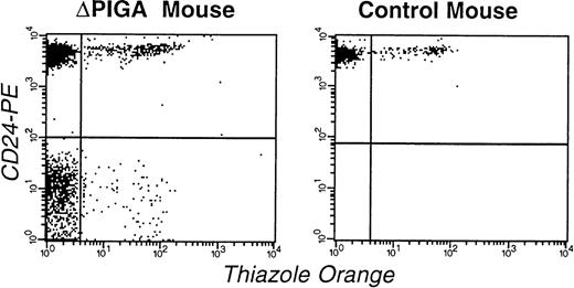 Fig. 7. FCA of RBCs and reticulocytes in a mouse mosaic forlox-▵Piga-lacZ (▵PIGA, mouse I.D. 3.1; Table 4) and a normal age matched control mouse. RBCs were stained with thiazole orange and PE-conjugated anti-CD24 antibodies. The left upper quadrant shows the proportion of mature normal RBCs (83%), the left lower quadrant corresponds to the mature PIGA(−) cells (11%), right upper quadrant normal reticulocytes (4%), and the right lower quadrant displays PIGA(−) reticulocytes (1%).