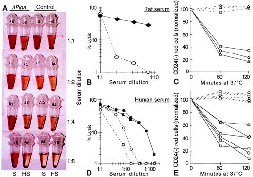 Fig. 8. Complement sensitivity of PIGA(−) RBCs. (A) Sensitivity toward complement mediated lysis. Lysis of RBCs from mosaic mice (▵PIGA) and from normal control mice were exposed to different dilutions of acidified absorbed rat serum (S) or acidified absorbed rat serum after heat inactivation (HS; see Materials and Methods) for 60 minutes at 37oC. The supernatant shows the degree of hemolysis. (B, D) Lysis of RBCs from mosaic mice (filled symbols) and from normal control mice (empty symbols) at different serum dilutions from rat and (B) human (D). (C, E) Preferential lysis of PIGA(−) RBCs by rat and (C) human serum (E) at serum dilutions that lyse only blood cells from mosaic mice but not from normal control mice (full lines). Dotted lines show the percentage of PIGA(−) RBCs exposed to heat inactivated serum. Serum dilutions shown in C: triangle 1:2, rectangle: 1:4, squares: 1:8; in E: rectangle: 1:4, squares: 1:8, circles: 1:16, and triangles: 1:32.