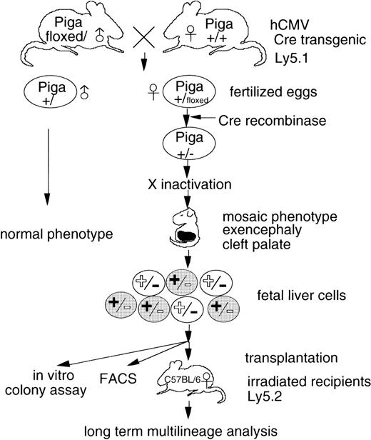 Fig. 1. Generation of PNH model mice.Pigaflox male mice were crossed with heterozygous or homozygous Cre transgenic female mice.Piga-disrupted female embryos would be heterozygous forPiga disruption and would become mosaic of PIG-A–expressing and PIG-A–nonexpressing cells because of random X-inactivation. Fetal liver cells of 14 days post coitum (d.p.c.) fetuses showing the morphological abnormalities were collected and pooled to transfer to the lethally irradiated C57BL/6 hosts. Shaded cells indicate GPI− fetal liver cells bearing inactivated normal Piga allele (black+) and activated, disrupted-Piga allele (white−). Unshaded cells are GPI+ because of inactivation of disrupted-Pigaallele (black−). A portion of fetal liver cells was used for in vitro methylcellulose colony assay along with transplantation. To distinguish donor-derived cells from host-derived cells, mice with the Ly5.1 allele were used for the donors, and those with Ly5.2 were used for the hosts. Floxed indicates Piga allele bearing loxP sites.