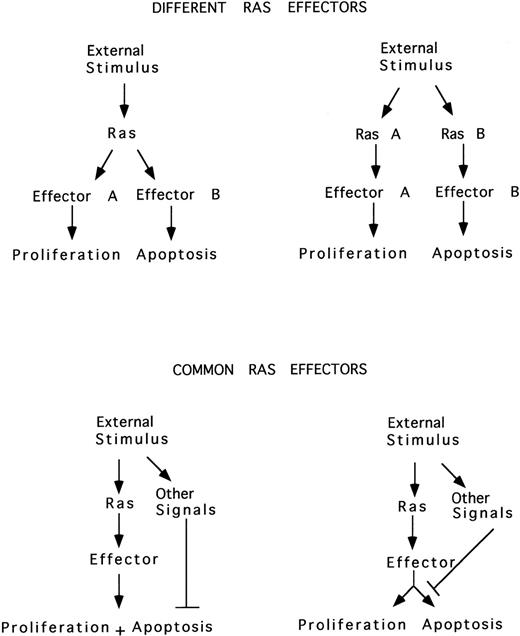 Fig. 4. Ras induces proliferation or apoptosis. Two different Ras-mediated pathways may be triggered by an external stimulus, one involved in proliferation and the other in apoptosis. Alternatively, Ras may simultaneously induce both proliferation and apoptosis, the latter blocked by the action of survival factors, or Ras may induce either proliferation or apoptosis, depending on other simultaneous external signals.