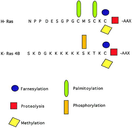 Fig. 1. C-terminal modifications of Ras proteins. A farnesyl group is added to the cysteine of the C-terminal CAAAX motif. The C-terminal tripeptide is removed by proteolysis and the newly exposed cysteine residue is methylated. Ras proteins can be further palmitoylated or phosphorylated.