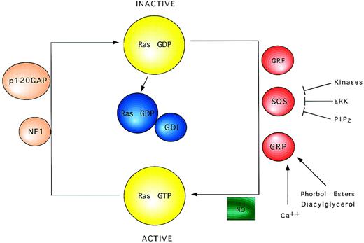 Fig. 2. Schematic view of Ras regulatory factors. Ras proteins cycle between the active GTP-bound and the inactive GDP-bound state. Exchange factors catalyze the activation of Ras inducing the dissociation of GDP. NO may also promote the formation of Ras-GTP. Ras remains active until bound GTP is hydrolyzed to GDP, a process that is accelerated by GTPase activating proteins.