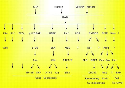Fig. 3. Summary of candidate Ras effectors. The complexity of the signal pathways triggered by Ras is evidenced by the multiple downstream effectors. PLD, phospholipase D; PIP, phosphatidylinositol phosphate; SRF, serum response factor.