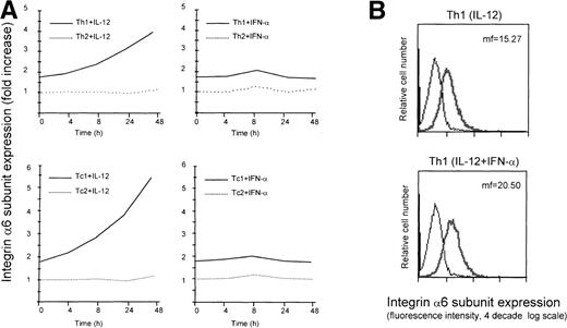 Fig. 1. Regulation of cell surface expression of the integrin 6/β1 in Th1 and Tc1 cells. (A) Cord blood–derived type 1 (solid lines) or type 2 (dotted lines) polarized cell lines were cultured in a medium supplemented with IL-2 and stimulated with IL-12 (left panels) or IFN- (right panels) as described in Materials and Methods. At different times after stimulation with the cytokines, the cells were harvested, washed, and stained for surface expression of the integrin 6/β1. The mean fluorescence intensity measured for untreated Th2 cells was given the arbitrary value of 1 and all other values were expressed as fold increase over this value. Surface expression of the integrin 6/β1 was analyzed on CD4+ Th1 and Th2 cells (upper panels), and CD8+ Tc1 and Tc2 cells (lower panels). One representative experiment of 3 performed is shown. (B) Th1 cells were generated by the action of either IL-12 or IL-12 + IFN-. Cells were stained with FITC-conjugated anti-CD49f MoAb (thick lines) or with an isotype matched control (thin lines) and cell surface expression of integrin 6/β1 was analyzed by FACS. One representative experiment of 5 is shown. (C) ET 3.22 Th1 clone (upper panel) and E 4.1 Th2 clone (lower panel) were cultured in a medium supplemented with IL-2 and either left untreated (n.t.) or stimulated with IL-12 for 24 hours. Cells were stained with FITC-conjugated anti-CD49f MoAb (black lines) or with an isotype-matched control (grey lines). One experiment of 3 performed is shown.