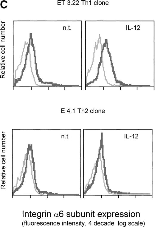 Fig. 1. Regulation of cell surface expression of the integrin 6/β1 in Th1 and Tc1 cells. (A) Cord blood–derived type 1 (solid lines) or type 2 (dotted lines) polarized cell lines were cultured in a medium supplemented with IL-2 and stimulated with IL-12 (left panels) or IFN- (right panels) as described in Materials and Methods. At different times after stimulation with the cytokines, the cells were harvested, washed, and stained for surface expression of the integrin 6/β1. The mean fluorescence intensity measured for untreated Th2 cells was given the arbitrary value of 1 and all other values were expressed as fold increase over this value. Surface expression of the integrin 6/β1 was analyzed on CD4+ Th1 and Th2 cells (upper panels), and CD8+ Tc1 and Tc2 cells (lower panels). One representative experiment of 3 performed is shown. (B) Th1 cells were generated by the action of either IL-12 or IL-12 + IFN-. Cells were stained with FITC-conjugated anti-CD49f MoAb (thick lines) or with an isotype matched control (thin lines) and cell surface expression of integrin 6/β1 was analyzed by FACS. One representative experiment of 5 is shown. (C) ET 3.22 Th1 clone (upper panel) and E 4.1 Th2 clone (lower panel) were cultured in a medium supplemented with IL-2 and either left untreated (n.t.) or stimulated with IL-12 for 24 hours. Cells were stained with FITC-conjugated anti-CD49f MoAb (black lines) or with an isotype-matched control (grey lines). One experiment of 3 performed is shown.