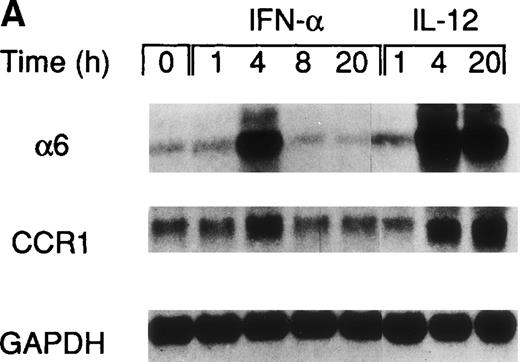 Fig. 2. Regulation of integrin 6 subunit and CCR1 by IL-12 and IFN- in Th1 cells. Th1 cells were cultured in medium supplemented with IL-2 and stimulated with IL-12 or IFN- as described in Materials and Methods. At different times after stimulation with the cytokines, the cells were harvested, washed, and total RNA extracted. 10 μg of total RNA purified from untreated or cytokine-stimulated Th1 cells were subsequently used for Northern blot analysis. Filters were hybridized with 32P-labeled probes for integrin 6, CCR1, and GAPDH. One representative experiment of 2 performed is shown. (B) 24 hours after the addition of the cytokines, Th1 and Th2 cells were harvested, washed, and loaded with Fluo-3AM. Untreated cells (dotted lines), IFN-–treated cells (dashed lines), or IL-12–treated cells (solid lines) were analyzed by FACS before and after addition of MIP-1. Time of addition of MIP-1 is indicated by the arrow. The response is expressed as fold increase of mean fluorescence intensity at time 0 for emissions at 525 nm. One representative experiment of 5 performed is shown.