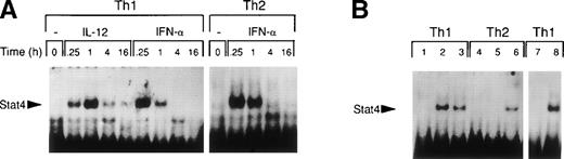 Fig. 3. Different kinetics of Stat4 activation in response to IL-12 and IFN- in Th1 cells. Th1 and Th2 cells were cultured in a medium supplemented with IL-2 and stimulated with IL-12 or IFN- and cells were harvested, washed, and lysed as described in Materials and Methods. Five micrograms of whole cell extracts were incubated with a32P-labeled oligonucleotide with the sequence of a Stat4 DNA-binding site. Migration of specific Stat4: DNA complexes is indicated by the arrow. (A) Kinetics of inducible Stat4 DNA-binding activity upon stimulation of Th1 and Th2 cells with either IL-12 or IFN- for 0.25, 1, 4, and 16 hours. (B) Inducible Stat4 DNA-binding activity in Th1 (lanes 1-3) and Th2 cells (lanes 4-6) before (lanes 1 and 4) or 30 minutes after stimulation with IL-12 (lanes 2 and 5) or IFN- (lanes 3 and 6). Nuclear extracts from IL-12–stimulated Th1 cells were incubated with anti-Stat4 (lane 7) or control (lane 8) rabbit polyclonal antibodies. (C) A densitometric analysis of the kinetics of Stat4 DNA-binding activity induced by IL-12 or IFN- in Th1 cells from the experiment shown in (A).