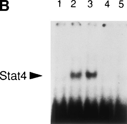 Fig. 4. Requirement of prolonged IL-12–mediated signaling for integrin 6/β1 upregulation in Th1 cells. (A) Th1 cells were cultured in medium supplemented with IL-2 and stimulated with IL-12 as before. At 0, 1, 2, 4, 8, and 16 hours after stimulation with IL-12, a combination of anti–IL-12R β1 MoAb and mouse p40 homodimer were added to the culture as described in Materials and Methods. After 48 hours from the initial stimulation, the cells were harvested, washed, and stained for surface expression of integrin 6/β1. The expression of integrin 6/β1 measured after 48 hours of stimulation with IL-12 (black bar) was taken as 100% of expression. The experiment shown is representative of 2 performed. (B) Stat4 DNA-binding activity in Th1 cells before (lane 1), or after 30 minutes (lane 2) and 60 minutes (lanes 3-5) of stimulation with IL-12 (lanes 2-5). A combination of anti–IL-12R β1 MoAb and mouse p40 homodimer was added either at the time of addition of IL-12 (lane 4) or 30 minutes after (lane 5). Migration of specific Stat4:DNA complexes is indicated by the arrow.