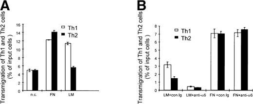 Fig. 5. Integrin 6/β1 binding to laminin promotes the preferential migration of Th1 cells. (A) Mixed fluorescent-labeled Th1 (□) and Th2 (▪) cells were added to triplicate uncoated (n.c.), fibronectin- (FN), or laminin- (LM) coated transwell filters. (B) Mixed fluorescent-labeled Th1 (□) and Th2 (▪) cells were incubated with anti-integrin 6 blocking GoH3 antibody (anti-6) or an isotype-matched control (con.Ig) 15 minutes before the assay and then were added to triplicate FN- or LM-coated transwell filters.