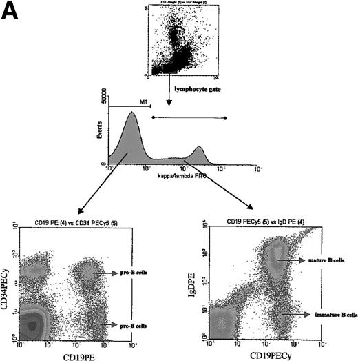 Fig. 1. (A) Gating strategy for identifying different subsets of B cells from fetal, adult bone marrow, and umbilical cord blood. Cells were first gated based on forward and side scatter identifying the lymphocyte population. Staining for kappa and lambda light chains identified early (pro-B/pre-B), eg, κ−/λ−, and later (immature and mature B cells), eg, κ+/λ+, lineage B cells. Cells of the lymphocyte phenotype and negative for kappa/lambda immunoglobulin chains were further separated into CD19+, CD34+ pro-B cells and CD19+, CD34− pre-B cells. Cells positive for kappa/lambda immunoglobulin chains were further identified as immature B cells (CD19+, IgD−) and mature B cells (CD19+, IgD+). (B) CXCR4 expression during B-cell development in bone marrow. Expression of CXCR4 on B-cells from adult (A), fetal (B) bone marrow, and umbilical cord blood (C) is shown. Cells were incubated with anti-CXCR4 specific antibody and analyzed by flow cytometry. Triple gates were set on different B-cell subsets and the percentage of CXCR4 positive cells was determined. The threshold line for positive cells was based on the maximum staining of a matched isotypic antibody with irrelevant specificity used in the same concentration as the anti-CXCR4 antibody. The isotype control antibody binding was analyzed on the same triple gated B-cell subsets as for CXCR4 expression. Anti-CXCR4 labeled cells that were brighter than those stained with the isotype control antibody were defined as positive for CXCR4. The shaded part of the histogram represents cells stained with anti-CXCR4 antibody, and the black line represents staining with the isotype control. The numbers represent the percentage of CXCR4 positive cells. The results are representative of 5 experiments using adult bone marrow B cells and 3 experiments each of fetal bone marrow and umbilical cord blood B cells.