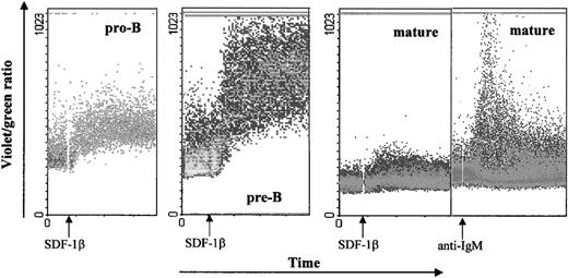 Fig. 2. SDF-1β induced calcium mobilization of B-cell subsets sorted from adult bone marrow. Sorted B cells were loaded with Indo-1AM and stimulated at the indicated time points (arrows) with the SDF-1 (100 nmol/L) or anti-IgM (2 μg/mL). The calcium mobilization is expressed as the violet/green ratio during the indicated time course. As a positive control, cells were stimulated with anti-IgM MoAb. The results are representative of 4 experiments using primary B cells from adult bone marrow. Two experiments were done on pro-B and pre-B cells from fetal bone marrow. In addition, data were confirmed by analysis of calcium mobilization of developmental stage specific B-cell lines: REH (pro-B), 697 (pre-B), Nalm-6 (pre-B) and 15A (mature).
