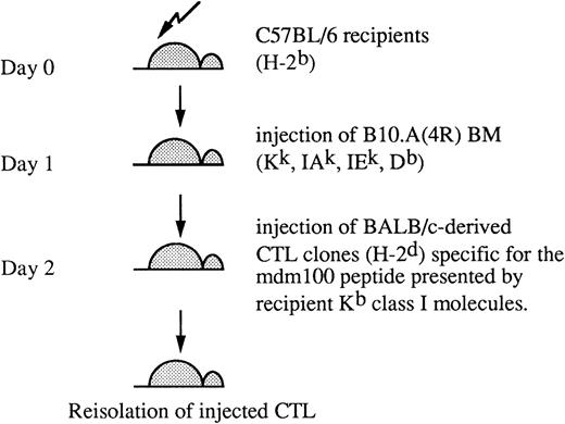Fig. 1. Murine BMT model. Experimental model used in this study involves a partial MHC-mismatch between recipient mice and BM donors and a complete MHC-mismatch between recipients and CTL donors. CTL are allo-MHC–restricted and recognize peptides presented by recipient H-2Kb class I molecules. BM donor cells expressing H-2Kk are not recognized by CTL.