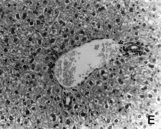 Fig. 6. Histology of BMT mice. (A through D) The histology of C57BL/6 mice transplanted with B10.A(4R) BM. One group of mice was injected with allo-restricted CTL while the control group did not receive CTL. (A) Liver from a CTL-treated mouse 3 weeks posttransplant, with no significant inflammation or necrosis. (B) Liver from a control mouse 3 weeks posttransplant, with mild periportal inflammation. Skin from a CTL-treated mouse (C) and a control mouse (D) 3 weeks posttransplant, with no significant inflammation or keratinocyte necrosis. Tissues were also examined at 4, 5, and 6 weeks posttransplant and showed no evidence of GVHD in either CTL-treated or control mice (not shown). (E-H) show the histology of (C57BL/6 × BALB/c) F1 mice, transplanted with BM from littermates. One group of mice was injected with allo-restricted CTL and a control group did not receive CTL. (E) Liver from a CTL-treated mouse 4 weeks posttransplant, with no significant inflammation or necrosis. (F) Liver from control mouse 4 weeks posttransplant, with no significant inflammation and necrosis. Skin from a CTL-treated mouse (G) and a control mouse (H) 4 weeks posttransplant, with no significant inflammation or keratinocyte necrosis. Tissues were also examined at 3 and 5 weeks posttransplant and showed no evidence of GVHD in either CTL-treated or control mice (not shown). (All H&E-stained sections, original magnification × 20.) Sections from colon and stomach also showed no significant inflammation (not shown).
