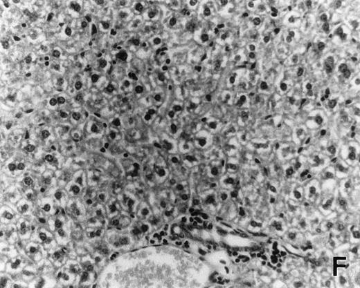 Fig. 6. Histology of BMT mice. (A through D) The histology of C57BL/6 mice transplanted with B10.A(4R) BM. One group of mice was injected with allo-restricted CTL while the control group did not receive CTL. (A) Liver from a CTL-treated mouse 3 weeks posttransplant, with no significant inflammation or necrosis. (B) Liver from a control mouse 3 weeks posttransplant, with mild periportal inflammation. Skin from a CTL-treated mouse (C) and a control mouse (D) 3 weeks posttransplant, with no significant inflammation or keratinocyte necrosis. Tissues were also examined at 4, 5, and 6 weeks posttransplant and showed no evidence of GVHD in either CTL-treated or control mice (not shown). (E-H) show the histology of (C57BL/6 × BALB/c) F1 mice, transplanted with BM from littermates. One group of mice was injected with allo-restricted CTL and a control group did not receive CTL. (E) Liver from a CTL-treated mouse 4 weeks posttransplant, with no significant inflammation or necrosis. (F) Liver from control mouse 4 weeks posttransplant, with no significant inflammation and necrosis. Skin from a CTL-treated mouse (G) and a control mouse (H) 4 weeks posttransplant, with no significant inflammation or keratinocyte necrosis. Tissues were also examined at 3 and 5 weeks posttransplant and showed no evidence of GVHD in either CTL-treated or control mice (not shown). (All H&E-stained sections, original magnification × 20.) Sections from colon and stomach also showed no significant inflammation (not shown).