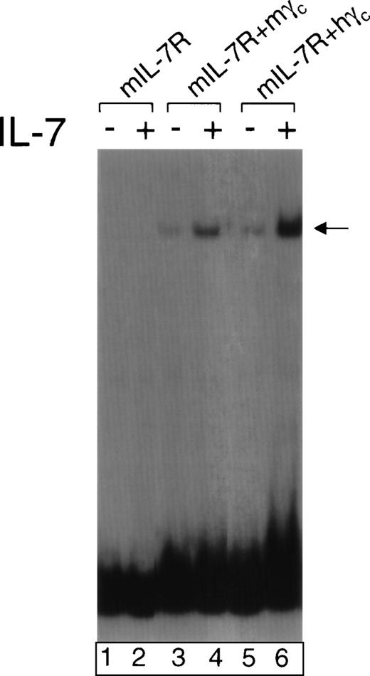 Fig. 1. Human γc can functionally cooperate with murine IL-7R in mediating the response to murine IL-7. 293T cells were transfected with expression vectors for Jak3, Stat5a, Stat5b, and the following: murine IL-7R alone (lanes 1 and 2), murine IL-7R + murine γc (lanes 3 and 4), or murine IL-7R + human γc (lanes 5 and 6). Forty-eight hours later, they were not stimulated (lanes 1, 3, and 5) or stimulated with 1 nmol/L murine IL-7 (lanes 2, 4, and 6). Nuclear extracts were prepared and EMSAs performed using the PRRIII probe corresponding to the IL-2 response element in the human IL-2R gene.37