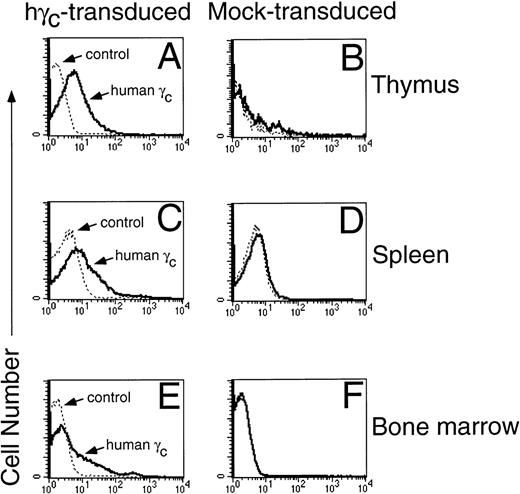 Fig. 5. Expression of human γc protein in γc-transduced, but not mock-transduced mice. Human γc was expressed on the surface of thymocytes (A and B), splenocytes (C and D), and bone marrow cells (E and F). Shown are representative mice from 1 of 5 experiments. Cells were stained with TUGh4 rat anti-human γc (PharMingen) or a rat IgG2bκ isotype control.
