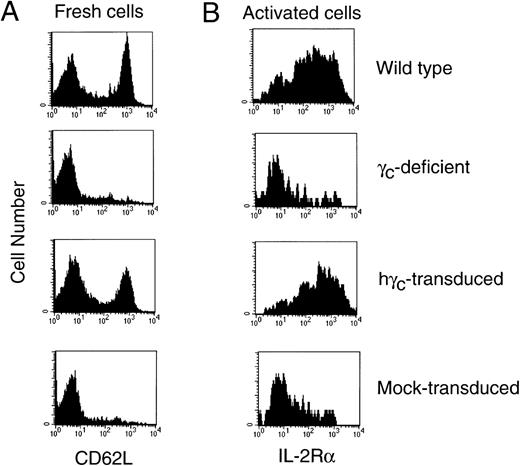 Fig. 6. Normalization of T-cell activation markers after gene therapy of γc-deficient mice. (A) CD4+ T cells from γc-deficient mice transduced with human γc exhibited normalization of CD62L expression. (B) CD4+ T cells from γc-transduced mice exhibited normalization of anti-CD3–induced IL-2R expression, whereas cells from mock-transduced mice did not. The specificity of this finding was confirmed by the use of an isotype-matched antibody (data not shown). Shown are data for wild-type and γc-deficient mice or γc-deficient mice that receive γc-deficient bone marrow mock-transduced or transduced with human γc. Shown are representative mice from 1 of 5 experiments.