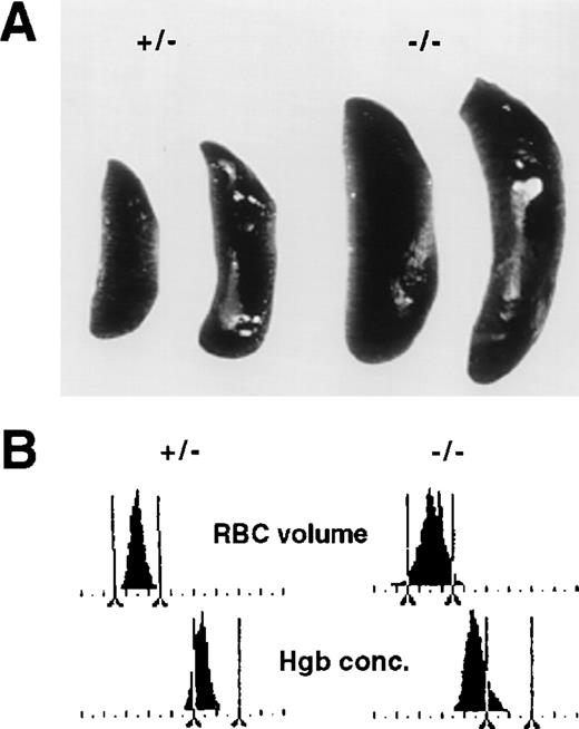Fig. 7. Transfer of the erythroid phenotype of p45 NF-E2 knockout mice after fetal liver transplantation from mutant mice into lethally irradiated wild-type recipients. (A) Comparison of spleen size in representative recipients transplanted with cells derived from control (left two) or p45 NF-E2−/− (right two) fetal livers. (B) Histograms of RBC volume (top panel; 0 to 180 fL on the abscissa) and hemoglobin (Hgb) concentration (bottom panel; 0 to 45 g/dL on the abscissa) in 2 recipients transplanted with fetal liver cells from p45 NF-E2+/− (left) or p45 NF-E2−/− (right) mice; the results are representative of independent analysis of 5 adult recipients each of fetal liver cells from control and knockout mice. Vertical bars delineate approximate normal boundaries for common strains of laboratory mice.