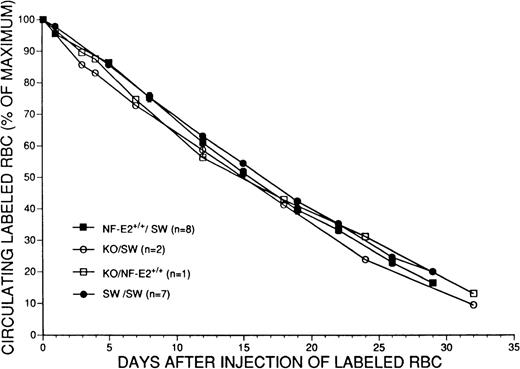 Fig. 8. Comparison of survival of donor RBCs derived from littermate control (NF-E2+/+), knockout (KO) or wild-type Swiss Webster (SW) adult mice, labeled with fluorochrome, and measured for approximately 1 month after intravenous administration into recipient SW or NF-E2+/+ mice. Data are expressed as the percentage of labeled cells detected at various time points relative to the maximum number of cells detected 2 hours after injection.
