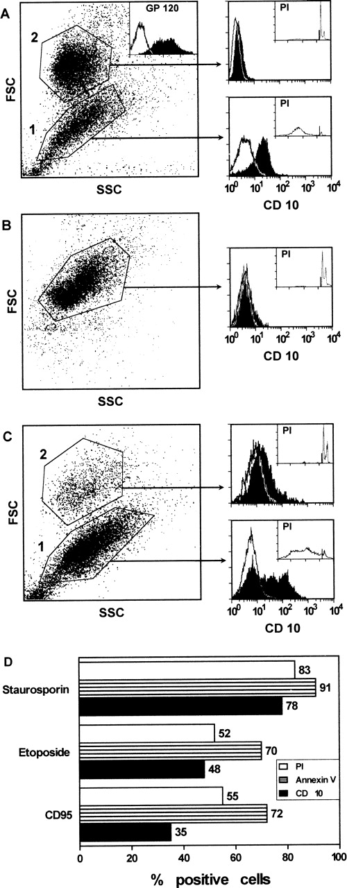 Fig. 1. CD10 expression by H9 T cells after HIV infection (A), exposure to CD95 MoAb (C), and staurosporin or etoposide (D) for 24 hours. The cells induced into apoptosis by one of these treatments were separated from nonapoptotic cells based on their FSC and SSC. Apoptotic and CD10+ cells were observed in the same gate (gate 1). Apoptosis was measured by PI staining of permeabilized cells (A through D) or Annexin-V staining (D) and flow cytometry. (D) Only the percentage of CD10+ and apoptotic cells gated in 1 is reported. Control cells (B), incubated with medium or with an irrelevant MoAb, were composed of a homogeneous cell population that did not express CD10 and was not apoptotic. The inset in A shows the flow cytometry profile for gp120 staining to document the ongoing HIV infection of the cells in vitro.