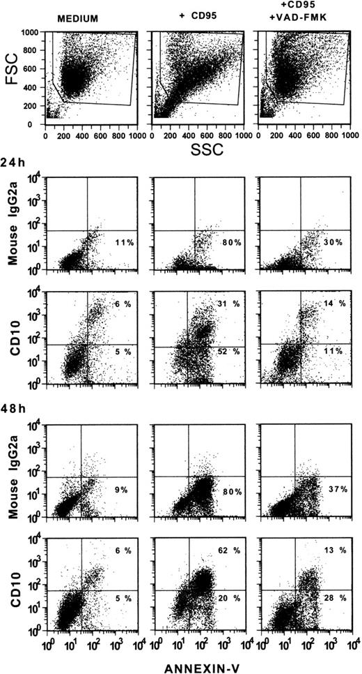 Fig. 3. Inhibition of CD10 expression by treatment with VAD-FMK. H9 T cells were cultured with CD95 MoAb in the presence or absence of VAD-FMK (10 μmol/L, final concentration) for 24 or 48 hours. Control suspensions were cultured with medium alone. At the end of the culture period, the cells were obtained and stained with CD10 MoAb and Annexin-V-FITC or an irrelevant MoAb and Annexin-V-FITC.