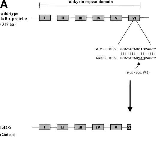 Fig. 3. Structure of mutant cDNA transcripts for IκB in L428 (A) cells and KM-H2 (B) cells and scheme of the predicted truncated IκB proteins. The ankyrin repeats required for the interaction with NF-κB are indicated by filled boxes. (A) A point mutation at pos 893 of the IκB cDNA sequence in L428 cells generates a preterminal stop as indicated. (B) Top panel: 2 deletions between pos 509 and 613 and pos 618 and 640 of the IκB cDNA in KM-H2 cells result in a frame shift followed by a preterminal stop codon at pos 715. Bottom panel: Alignment of the wild-type (w.t.) cDNA sequence of IκB and the mutant IκB sequence in KM-H2 cells. Deletions and the resulting frame shift are indicated.