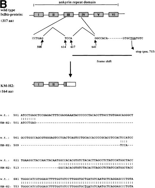 Fig. 3. Structure of mutant cDNA transcripts for IκB in L428 (A) cells and KM-H2 (B) cells and scheme of the predicted truncated IκB proteins. The ankyrin repeats required for the interaction with NF-κB are indicated by filled boxes. (A) A point mutation at pos 893 of the IκB cDNA sequence in L428 cells generates a preterminal stop as indicated. (B) Top panel: 2 deletions between pos 509 and 613 and pos 618 and 640 of the IκB cDNA in KM-H2 cells result in a frame shift followed by a preterminal stop codon at pos 715. Bottom panel: Alignment of the wild-type (w.t.) cDNA sequence of IκB and the mutant IκB sequence in KM-H2 cells. Deletions and the resulting frame shift are indicated.