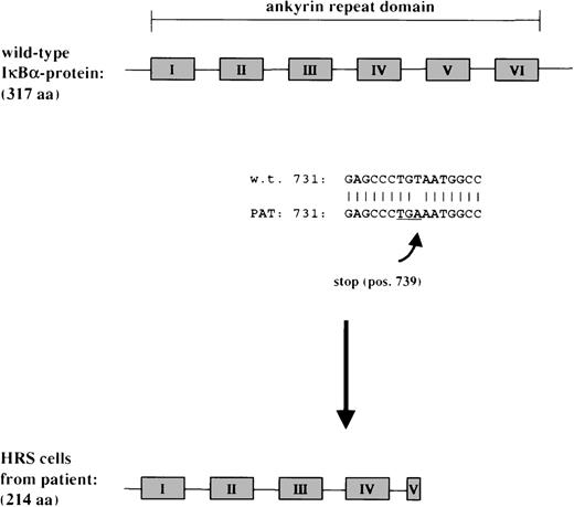 Fig. 4. Structure of the expected mutant IκB cDNA sequence in a patient with HD. Top panel: Alignment of the expected w.t. cDNA sequence of IκB and the predicted mutant IκB sequence in primary HRS cells. A point mutation at pos 739 generates a preterminal stop. Bottom panel: Presumable structure of the resulting truncated IκB protein in primary HRS cells. The ankyrin repeats required for the interaction with NF-κB are indicated by filled boxes.