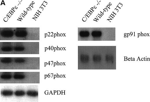Fig. 2. (A, right) Northern blot analysis of gp91 phox expression from C/EBPɛ−/− and wild-type bone marrow cells. RNA from NIH 3T3 fibroblasts was used as negative control. Gp91 phox expression was not reduced in C/EBPɛ−/− bone marrow cells. Hybridization with a beta actin probe was used as a control for equal loading of samples. (A, left) RT-PCR assays to determine expression of the p22 phox, p40 phox, p47 phox, p67 phox and (B) rac-1 and -2 genes. Primers for GAPDH were used to test the integrity of the cDNAs. All genes were expressed in both wild-type and C/EBPɛ−/− bone marrow cells. (C) Western blot comparing the protein expression of gp91 phox and p47 phox in wild-type and C/EBPɛ−/− phagocytes collected at either 12 or 72 hours after intraperitoneal injection of 4% thioglycollate into the peritoneal cavity of wild type and C/EBPɛ−/− mice. The mean percentage of granulocytes and monocytes in the samples were at 12 hours: Wild-type, 70/30; C/EBPɛ−/−, 56/44 and at 72 hours: Wild-type, 75/25; C/EBPɛ−/−, 6/94. GAPDH expression was a control for equal loading. The reduction of p47 phox expression was found in 3 independent experiments. The figure depicts the results of a representative experiment.