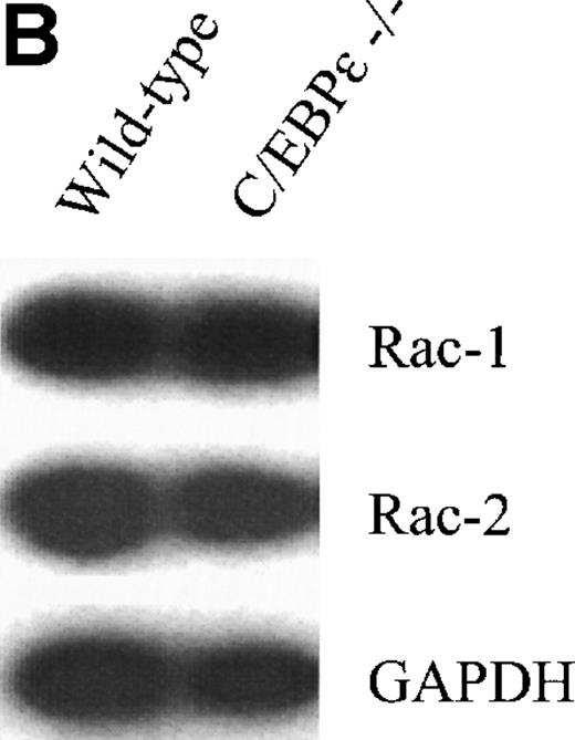 Fig. 2. (A, right) Northern blot analysis of gp91 phox expression from C/EBPɛ−/− and wild-type bone marrow cells. RNA from NIH 3T3 fibroblasts was used as negative control. Gp91 phox expression was not reduced in C/EBPɛ−/− bone marrow cells. Hybridization with a beta actin probe was used as a control for equal loading of samples. (A, left) RT-PCR assays to determine expression of the p22 phox, p40 phox, p47 phox, p67 phox and (B) rac-1 and -2 genes. Primers for GAPDH were used to test the integrity of the cDNAs. All genes were expressed in both wild-type and C/EBPɛ−/− bone marrow cells. (C) Western blot comparing the protein expression of gp91 phox and p47 phox in wild-type and C/EBPɛ−/− phagocytes collected at either 12 or 72 hours after intraperitoneal injection of 4% thioglycollate into the peritoneal cavity of wild type and C/EBPɛ−/− mice. The mean percentage of granulocytes and monocytes in the samples were at 12 hours: Wild-type, 70/30; C/EBPɛ−/−, 56/44 and at 72 hours: Wild-type, 75/25; C/EBPɛ−/−, 6/94. GAPDH expression was a control for equal loading. The reduction of p47 phox expression was found in 3 independent experiments. The figure depicts the results of a representative experiment.