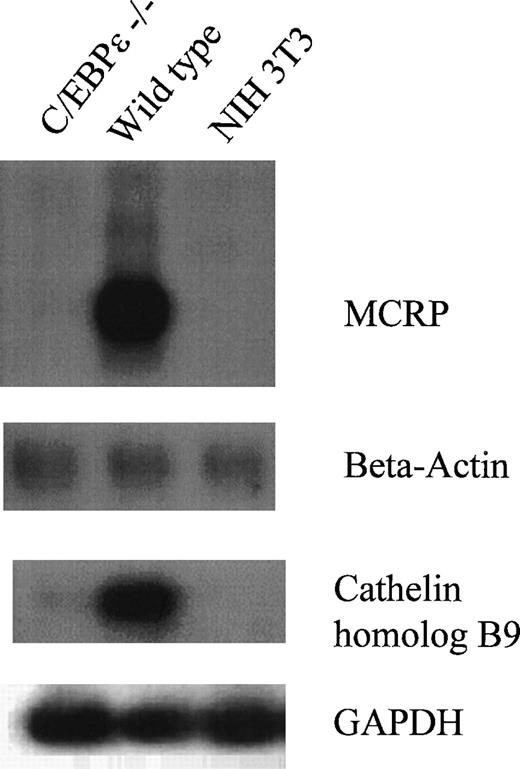 Fig. 3. Lack of expression of cathelin proteins. First panel shows Northern blot of C/EBPɛ−/− and wild-type bone marrow cells examined for expression of MCRP. Second panel shows that the lanes were balanced for intact RNA by reprobing Northern blot with β-actin. Third panel displays RT-PCR for murine cathelin homolog B9, and the fourth panel assures that cDNA were intact by showing their equal expression of GAPDH. Both genes were markedly diminished in their expression in bone marrow cells from C/EBPɛ−/− mice.