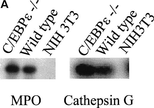 Fig. 4. (A) Expression analysis of MPO and cathepsin G mRNAs by RT-PCR. (B) Northern blot analysis for lactoferrin, neutrophil gelatinase, and collagenase mRNA expression.