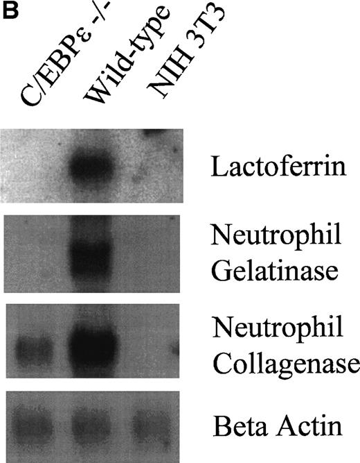 Fig. 4. (A) Expression analysis of MPO and cathepsin G mRNAs by RT-PCR. (B) Northern blot analysis for lactoferrin, neutrophil gelatinase, and collagenase mRNA expression.