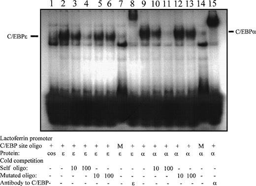 Fig. 5. EMSA demonstrating binding of C/EBPɛ and C/EBP to the putative C/EBP site at position −55 of the lactoferrin promoter. Bars point to binding of either C/EBPɛ (lanes 2 through 7), or C/EBP complex (lanes 9 through 14) to double-stranded32P γATP-labeled oligonucleotide– containing C/EBP site (–55) in lactoferrin promoter. Binding is specifically competed by cold oligonucleotides (lanes 3, 4 and 10, 11), but not by mutated oligonucleotides (lanes 5, 6 and 12, 13). The complexes did not bind to labeled mutated oligonucleotides (lanes 7 and 14). Both C/EBPɛ and C/EBP were supershifted by specific antisera (lanes 8 and 15, respectively).