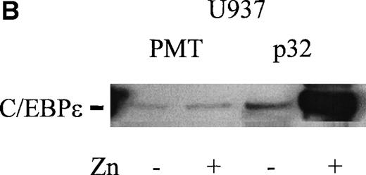 Fig. 6. (A) Effect of mutation of C/EBP site (−55) on lactoferrin promoter activity in U937 cells. The −230-bp lactoferrin promoter luciferase (Lac-Luc) reporter either with or without a mutation at the C/EBP site as well as β-galactosidase plasmid were transfected into U937 cells. After 16 hours, cells were harvested to determine luciferase activity. Relative light units (RLU) were normalized for β-galactosidase activity. Data shown represent mean ± standard deviation of 3 independent experiments. (B) Western blot for C/EBPɛ expression in U937 cells stably integated with either zinc-inducible C/EBPɛ expression vector or empty expression vector (PMT). Addition of 100 μmol/L zinc-sulfate strongly induces C/EBPɛ protein (labeled p32). (C) U937 cells containing either a stably integrated, zinc-inducible C/EBPɛ expression vector (labeled C/EBPɛ) or empty vector (PMT, control) were transiently transfected with either the −87 lactoferrin promoter reporter plasmid (labeled −87 Lac-Luc) or empty vector pGL 3basic. After transfection, half of the cells were treated with 100 μmol/L zinc (▪) either to induce expression of C/EBPɛ or control for a possible nonspecific zinc effect on promoter activity in the case of U937 with integrated empty vector. Half of the cells were not treated with zinc () and used to determine the basal activity of the −87 Lac-Luc plasmid in U937/C/EBPɛ and U937/PMT. Data represent mean and standard deviation of 3 independent experiments.
