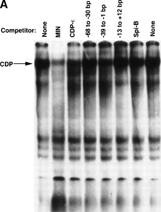 Fig. 2. Detection of an additional CDP-binding site in the proximal gp91phox promoter. EMSA was performed as described in Materials and Methods, with the MIN binding site as a probe, nuclear extract derived from HeLa cells, and 10 ng of the homologous competitor oligonucleotide and equimolar amounts of the other competitor oligonucleotides derived from the gp91phox promoter. The Spi-B oligonucleotide is included as a heterologous competitor. EMSA was performed by using the −39 to −1 bp region of the gp91phox promoter as probe. CDP-ɛ is used as a probe in the first lane to provide a size standard for the CDP complex. Reactions contained nuclear extract derived from either PLB-985 cells induced to terminally differentiate into granulocytes (lane 9) or HeLa cells as indicated. Reactions also contain 100 ng of homologous oligonucleotide (or equimolar amounts of other competitor oligonucleotides) (lanes 6-8), antiserum directed against CDP (lane 3), or normal guinea pig serum (lane 4) where indicated. Lanes from a single gel were rearranged during figure preparation for clarity of presentation.