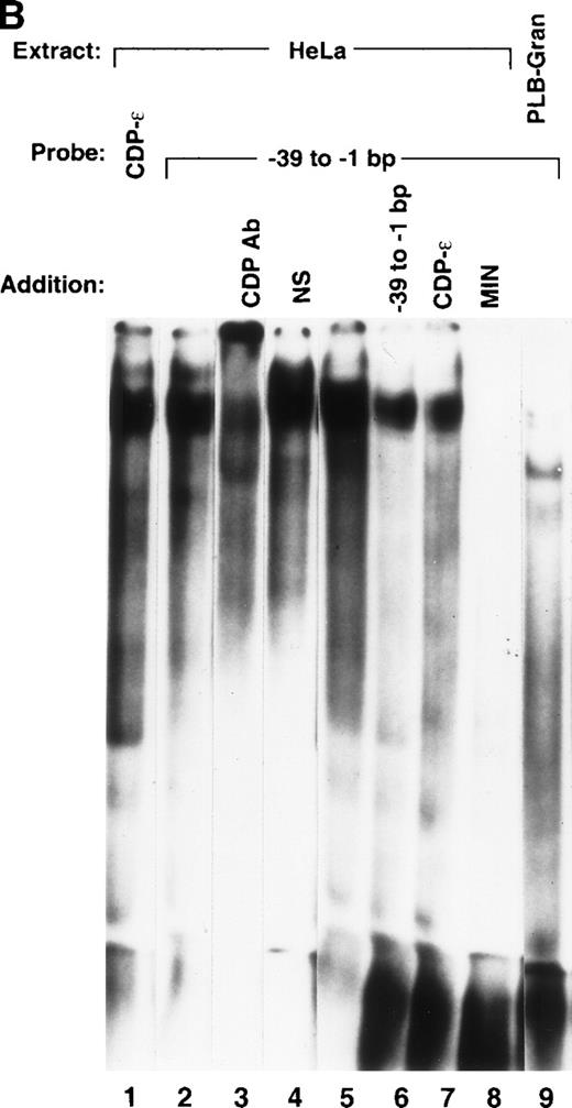 Fig. 2. Detection of an additional CDP-binding site in the proximal gp91phox promoter. EMSA was performed as described in Materials and Methods, with the MIN binding site as a probe, nuclear extract derived from HeLa cells, and 10 ng of the homologous competitor oligonucleotide and equimolar amounts of the other competitor oligonucleotides derived from the gp91phox promoter. The Spi-B oligonucleotide is included as a heterologous competitor. EMSA was performed by using the −39 to −1 bp region of the gp91phox promoter as probe. CDP-ɛ is used as a probe in the first lane to provide a size standard for the CDP complex. Reactions contained nuclear extract derived from either PLB-985 cells induced to terminally differentiate into granulocytes (lane 9) or HeLa cells as indicated. Reactions also contain 100 ng of homologous oligonucleotide (or equimolar amounts of other competitor oligonucleotides) (lanes 6-8), antiserum directed against CDP (lane 3), or normal guinea pig serum (lane 4) where indicated. Lanes from a single gel were rearranged during figure preparation for clarity of presentation.