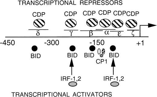 Fig. 3. DNA-binding proteins that interact with the proximal gp91phox promoter. The transcriptional repressor CDP competes with the binding of transcriptional activation factors at 6 sites (δ, γ, β, , and ɛ- and ζ-, the proposed fifth and sixth binding sites). The DNA binding activity of CDP is down-regulated during terminal phagocyte development, allowing the transcriptional activators to interact with the gp91phoxpromoter.58913 Plus (+)1 indicates the site of transcription initiation. Lines above δ, γ, β, , ɛ, and ζ indicate the positions of each of 5 oligonucleotides used as CDP-binding sites.
