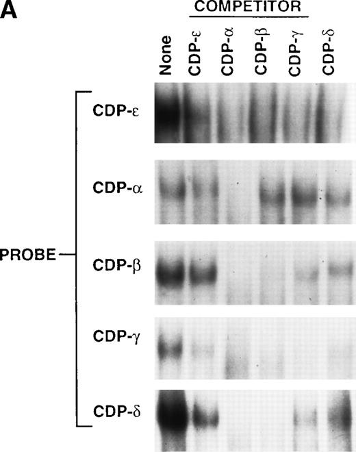 Fig. 4. Comparison of the CDP-ɛ site to upstream CDP-binding sites within the gp91phox promoter. (A) EMSA was performed as described in Materials and Methods, with CDP-binding site probes and nuclear extract isolated from HeLa cells (10 μg for CDP-ɛ; 3 μg for the other 4 probes). Competition is with 10 ng of nonradioactive CDP-ɛ oligonucleotide or an equimolar amount of nonradioactive CDP-, CDP-β, CDP-γ, or CDP-δ oligonucleotides. Because of variations in probe specific activity and film exposure times, the absolute intensity of the CDP complex formed with each probe in the absence of competitor does not reflect the relative affinity of CDP for each binding site. (B) Alignment of 5 CDP-binding sites within the gp91phox promoter against a PCR-selected consensus CDP-binding sequence.18 The lowercase nucleotides do not match the consensus sequence. The percent similarity between each gp91phox promoter site and the PCR selected consensus sequence is indicated.