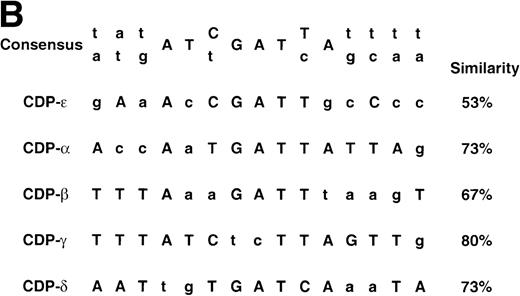 Fig. 4. Comparison of the CDP-ɛ site to upstream CDP-binding sites within the gp91phox promoter. (A) EMSA was performed as described in Materials and Methods, with CDP-binding site probes and nuclear extract isolated from HeLa cells (10 μg for CDP-ɛ; 3 μg for the other 4 probes). Competition is with 10 ng of nonradioactive CDP-ɛ oligonucleotide or an equimolar amount of nonradioactive CDP-, CDP-β, CDP-γ, or CDP-δ oligonucleotides. Because of variations in probe specific activity and film exposure times, the absolute intensity of the CDP complex formed with each probe in the absence of competitor does not reflect the relative affinity of CDP for each binding site. (B) Alignment of 5 CDP-binding sites within the gp91phox promoter against a PCR-selected consensus CDP-binding sequence.18 The lowercase nucleotides do not match the consensus sequence. The percent similarity between each gp91phox promoter site and the PCR selected consensus sequence is indicated.