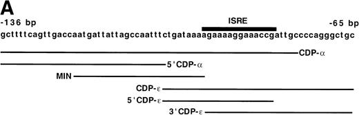 Fig. 5. The CDP-ɛ–binding site is distinct from the CDP- binding site. (A) Schematic illustration of the positions of gp91phox promoter regions used in EMSA in comparison to the CDP- site. CDP-, −136 to −76 bp; CDP-ɛ, −102 to −65 bp; 5′CDP-, −136 to −102 bp; MIN, −121 to −94 bp; 5′CDP-ɛ, −100 to −81; 3′CDP-ɛ, −93 to −65 bp. (B) EMSA showing that the binding of CDP to the CDP-ɛ site is distinct from CDP binding to the CDP- site. EMSA was performed as described in Materials and Methods, with nuclear extract isolated from HeLa cells. Antiserum directed against CDP was added to the indicated samples. EMSA was performed by using the MIN oligonucleotide as a probe and nuclear extract derived from HeLa cells. Five or 10 ng of CDP-ɛ (or equimolar amounts of the other oligonucleotides) were added as competitors where indicated. The Spi-B oligonucleotide is included as a heterologous competitor.