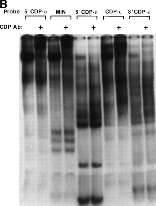 Fig. 5. The CDP-ɛ–binding site is distinct from the CDP- binding site. (A) Schematic illustration of the positions of gp91phox promoter regions used in EMSA in comparison to the CDP- site. CDP-, −136 to −76 bp; CDP-ɛ, −102 to −65 bp; 5′CDP-, −136 to −102 bp; MIN, −121 to −94 bp; 5′CDP-ɛ, −100 to −81; 3′CDP-ɛ, −93 to −65 bp. (B) EMSA showing that the binding of CDP to the CDP-ɛ site is distinct from CDP binding to the CDP- site. EMSA was performed as described in Materials and Methods, with nuclear extract isolated from HeLa cells. Antiserum directed against CDP was added to the indicated samples. EMSA was performed by using the MIN oligonucleotide as a probe and nuclear extract derived from HeLa cells. Five or 10 ng of CDP-ɛ (or equimolar amounts of the other oligonucleotides) were added as competitors where indicated. The Spi-B oligonucleotide is included as a heterologous competitor.