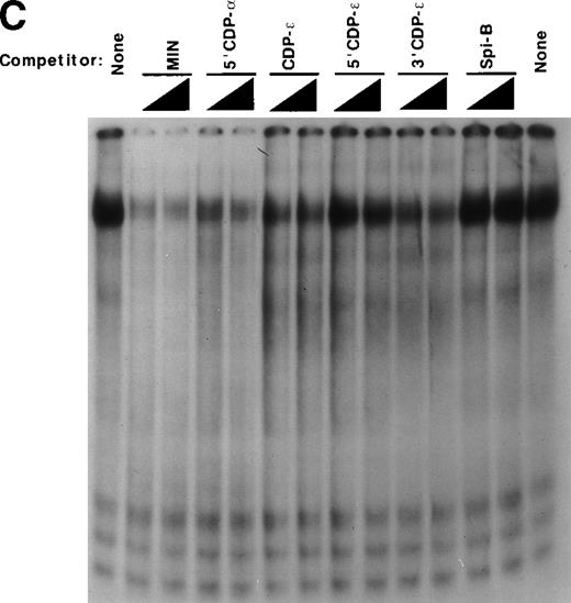 Fig. 5. The CDP-ɛ–binding site is distinct from the CDP- binding site. (A) Schematic illustration of the positions of gp91phox promoter regions used in EMSA in comparison to the CDP- site. CDP-, −136 to −76 bp; CDP-ɛ, −102 to −65 bp; 5′CDP-, −136 to −102 bp; MIN, −121 to −94 bp; 5′CDP-ɛ, −100 to −81; 3′CDP-ɛ, −93 to −65 bp. (B) EMSA showing that the binding of CDP to the CDP-ɛ site is distinct from CDP binding to the CDP- site. EMSA was performed as described in Materials and Methods, with nuclear extract isolated from HeLa cells. Antiserum directed against CDP was added to the indicated samples. EMSA was performed by using the MIN oligonucleotide as a probe and nuclear extract derived from HeLa cells. Five or 10 ng of CDP-ɛ (or equimolar amounts of the other oligonucleotides) were added as competitors where indicated. The Spi-B oligonucleotide is included as a heterologous competitor.