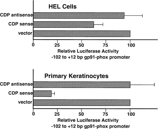 Fig. 6. Overexpression of CDP represses the −102 to +12 bp gp91phox promoter. HEL and primary keratinocyte cultures were cotransfected with the −102 to +12 bp gp91phox promoter/luciferase vector and either a CDP expression vector (CDP sense), the expression vector containing the CDP cDNA in the antisense orientation (CDP antisense), or the expression vector lacking a cDNA insert (vector). Transfections were performed as described in Materials and Methods. Data represent the mean ± standard error of at least 3 transfections, with at least 2 distinct plasmid preparations. The level of luciferase expression generated in cotransfections containing the expression vector lacking an insert is defined as 100%.