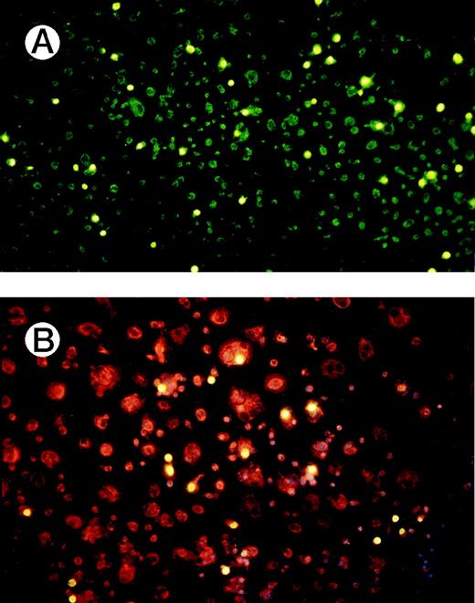 Fig. 3. Verification of proliferating cells as monocytes. (A) Monocytes were grown for 8 days with immobilized CD137 protein and labeled for 60 minutes with 10 μmol/L BrdU (yellow). (B) Monocytes were cultured on immobilized CD137-Fc protein on chamber slides. After 10 days the cells were labeled for 60 minutes with 10 μmol/L BrdU (yellow). Monocytes were identified by staining for CD14 (red), and nuclei were visualized by Hoechst 33342 (blue). Similar results were obtained in 3 independent experiments for (A) and (B), respectively.