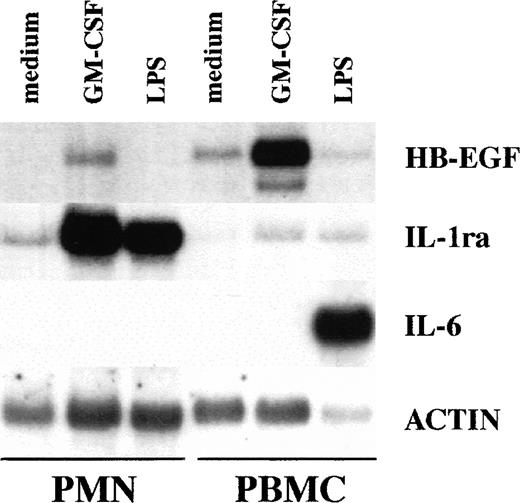 Fig. 1. Comparative ability of PMN and PBMC to express HB-EGF mRNA when stimulated with GM-CSF. GM-CSF induced HB-EGF transcripts in PMN and, more dramatically, in PBMC, while LPS, which upregulated IL-1ra in PMN and IL-6 in PBMC, was ineffective on HB-EGF mRNA production. PBMC presented also a costitutive, low production of HB-EGF mRNA. Purified populations of PMN and PBMC from the same donor were cultured with or without 25 ng/mL GM-CSF and 100 ng/mL LPS for 2 hours and then total RNA was extracted and Northern blot analysis for HB-EGF, IL-1ra, IL-6, and actin mRNA was performed. Ten micrograms of total RNA was loaded on each gel lane. The experiment depicted is representative of 4.