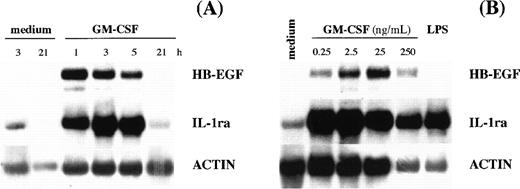 Fig. 2. HB-EGF mRNA levels in GM-CSF–treated PMN. (A) Time-course. PMN were incubated with 25 ng/mL GM-CSF. At the time-points indicated, total mRNA was extracted and analyzed for HB-EGF, IL-1ra, and actin mRNA expression. The experiment depicted is representative of 2. (B) Dose-dependence. PMN were stimulated with increasing doses of GM-CSF for 2 hours and then total RNA was extracted and analyzed for HB-EGF, IL-1ra, and actin mRNA expression. The experiment depicted is representative of 2.