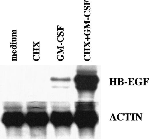 Fig. 3. Effects of CHX on HB-EGF mRNA levels in GM-CSF–treated PMN. CHX did not inhibit, but overinduced, the GM-CSF–dependent upregulation of HB-EGF mRNA, showing that protein synthesis was not required. PMN were pretreated with 20 μg/mL CHX before stimulation with 25 ng/mL GM-CSF for 2 hours. Total RNA was then extracted and analyzed for HB-EGF and actin mRNA levels. The experiment depicted is representative of 2.