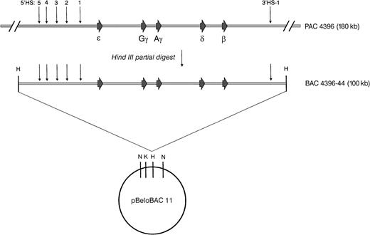 Fig. 1. Map of the human β-globin cluster–containing BAC. A 100-kb HindIII fragment containing the human β-globin cluster was generated by a partial digest of the 180-kb PAC 4396 and subcloned into the 7.4-kb pBeloBAC 11 vector to create BAC 4396-44. The BAC 4396-44 insert was subsequently released from the vector by aNotI digest, isolated by PFGE, and microinjected into fertilized mouse eggs or transfected into ES cells.